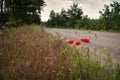 Poppies on roadside Royalty Free Stock Photo