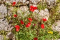 Poppies on Ruins Temple of Serapis in Jerusalem