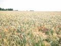 POPPIES IN A RYE FIELD Royalty Free Stock Photo