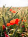 POPPIES IN A RYE FIELD Royalty Free Stock Photo