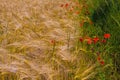 Poppies in rye field Royalty Free Stock Photo