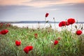 Poppies on the sea shore at sunrise