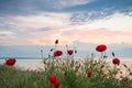 Poppies on the sea shore at sunrise