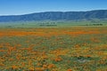 Poppies with sheep, California Royalty Free Stock Photo