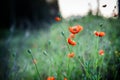 Poppies. A short depth of field is used Royalty Free Stock Photo