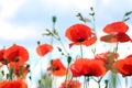 Poppies sky background Royalty Free Stock Photo