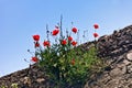 Poppies on sky background Royalty Free Stock Photo