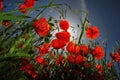 Poppies in the Sky