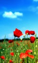 Poppies and sky with single clouds behind
