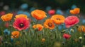 Poppies Spring field, red color wild flowers, closeup view