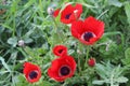 Poppies in spring