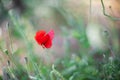 Poppies, stalks, buds and flowers close up, green grass Royalty Free Stock Photo
