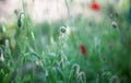 Poppies, stalks, buds and flowers close up, green grass Royalty Free Stock Photo