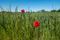 Poppies stand in a green wheat field in spring