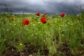 Poppies and storm sky Royalty Free Stock Photo