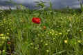 Poppies and storm sky Royalty Free Stock Photo