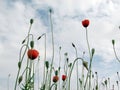 Poppies stretch up and more sky Royalty Free Stock Photo