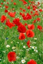 Poppies in summer field