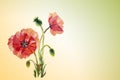 Poppies. Summer flowers invitation Royalty Free Stock Photo