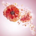 Poppies. Summer flowers invitation Royalty Free Stock Photo