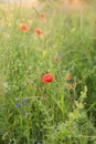 poppies, summer, lighting. Close up of one red poppy flower with backlight