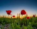 Poppies And Sunrise I