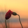 Poppies before sunrise Royalty Free Stock Photo