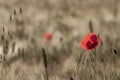 Poppies at sunrise in a wheat field with green and golden ears Royalty Free Stock Photo