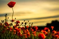 Poppies at Sunset, beauifully in bloom