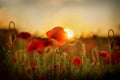 Poppies at sunset