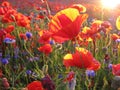 Poppies at sunset on a nice summer evening Royalty Free Stock Photo