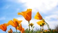 Californian Golden Poppies Swaying in Wind