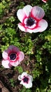 Poppies from the Tesselaar Tulip Festival Royalty Free Stock Photo