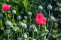 Poppies and their seed heads in the summer sunshine Royalty Free Stock Photo