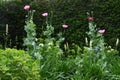 Poppies, Tintinhull Garden, Somerset, England, UK Royalty Free Stock Photo