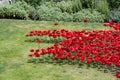 Poppies at The Tower