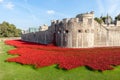 Poppies at the Tower of London.