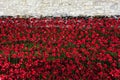 Poppies at the Tower of London Royalty Free Stock Photo