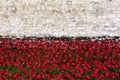 Poppies at the Tower of London Royalty Free Stock Photo