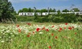 Poppies and Train