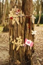 Poppies at a tree with barbed wire flanders fields Royalty Free Stock Photo