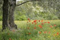 Poppies under an olive tree, Lourmarin, Vaucluse, Provence-Alpes-CÃÂ´te d`Azur