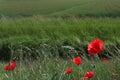 Poppies in the venetian countryside