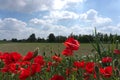Poppies in the venetian countryside