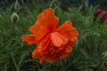 Poppies and water drops