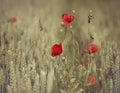 Poppies and whea Royalty Free Stock Photo
