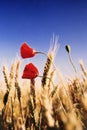 Poppies in a wheat field Royalty Free Stock Photo