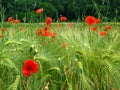 Poppies in wheat field Royalty Free Stock Photo