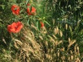 Poppies and wheat on a field as ourdoors nature beauty