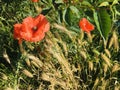 Poppies and wheat on a field as ourdoors nature beauty